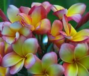 pic for Frangipani 1200X1024